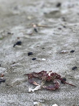 Crab in sand